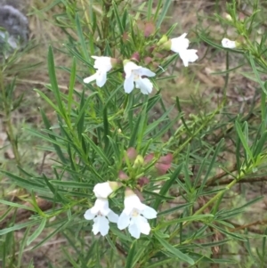 Prostanthera nivea var. nivea at Deakin, ACT - 11 Dec 2017