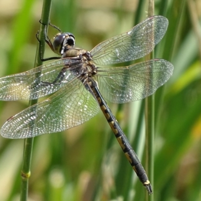 Hemicordulia tau (Tau Emerald) at Fyshwick, ACT - 9 Dec 2017 by roymcd