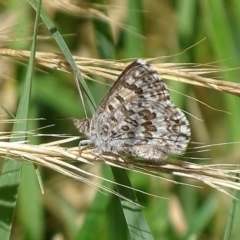 Lucia limbaria (Chequered Copper) at Jerrabomberra Wetlands - 9 Dec 2017 by roymcd