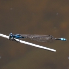 Ischnura heterosticta (Common Bluetail Damselfly) at Paddys River, ACT - 10 Dec 2017 by roymcd