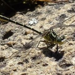 Austrogomphus guerini (Yellow-striped Hunter) at Paddys River, ACT - 10 Dec 2017 by roymcd