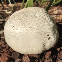 zz agaric (stem; gills white/cream) at Watson, ACT - 10 Dec 2017 by AaronClausen