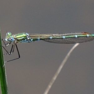 Austrolestes cingulatus at Paddys River, ACT - 10 Dec 2017 12:44 PM