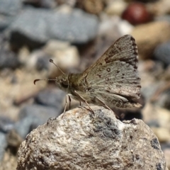 Pasma tasmanica (Two-spotted Grass-skipper) at Paddys River, ACT - 10 Dec 2017 by roymcd