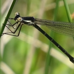 Austroargiolestes icteromelas at Paddys River, ACT - 10 Dec 2017