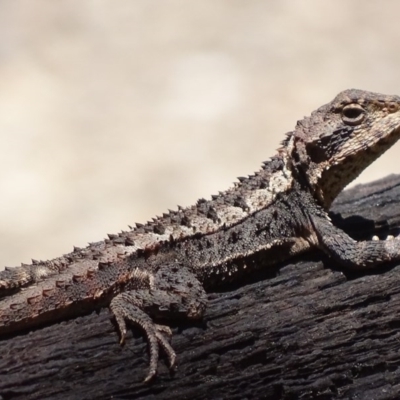 Rankinia diemensis (Mountain Dragon) at Paddys River, ACT - 10 Dec 2017 by roymcd