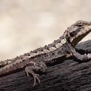 Rankinia diemensis at Paddys River, ACT - 10 Dec 2017