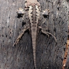 Rankinia diemensis at Paddys River, ACT - 10 Dec 2017