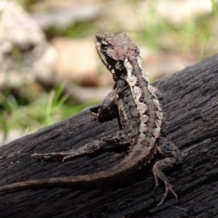 Rankinia diemensis at Paddys River, ACT - 10 Dec 2017