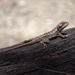 Rankinia diemensis at Paddys River, ACT - 10 Dec 2017