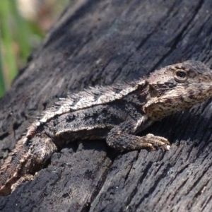 Rankinia diemensis at Paddys River, ACT - 10 Dec 2017