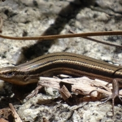 Acritoscincus duperreyi (Eastern Three-lined Skink) at Paddys River, ACT - 10 Dec 2017 by roymcd
