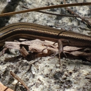 Acritoscincus duperreyi at Paddys River, ACT - 10 Dec 2017 01:32 PM