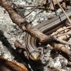 Acritoscincus duperreyi at Paddys River, ACT - 10 Dec 2017 01:32 PM