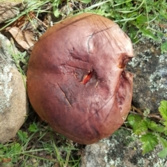 zz bolete at Wambrook, NSW - 8 Dec 2017 by Mike