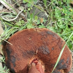 zz bolete at Wambrook, NSW - 8 Dec 2017 02:59 PM