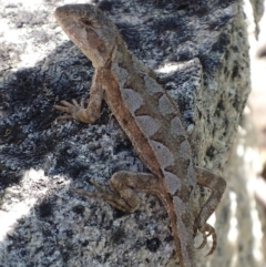 Rankinia diemensis (Mountain Dragon) at Namadgi National Park - 10 Dec 2017 by roymcd