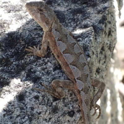 Rankinia diemensis (Mountain Dragon) at Cotter River, ACT - 10 Dec 2017 by roymcd