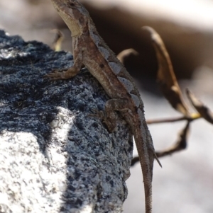 Rankinia diemensis at Cotter River, ACT - 10 Dec 2017