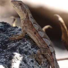 Rankinia diemensis at Cotter River, ACT - 10 Dec 2017