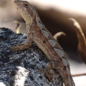 Rankinia diemensis at Cotter River, ACT - 10 Dec 2017