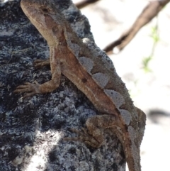 Rankinia diemensis at Cotter River, ACT - 10 Dec 2017 02:53 PM