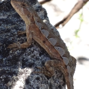 Rankinia diemensis at Cotter River, ACT - 10 Dec 2017