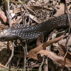 Notechis scutatus (Tiger Snake) at Paddys River, ACT - 9 Dec 2017 by SWishart
