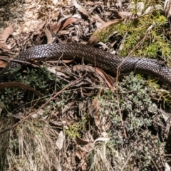 Notechis scutatus at Paddys River, ACT - 9 Dec 2017 11:40 AM