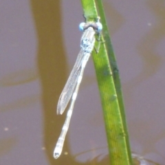 Austrolestes leda (Wandering Ringtail) at Jerrabomberra Wetlands - 7 Dec 2017 by Christine