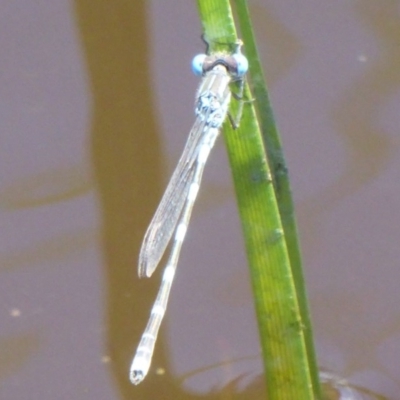 Austrolestes leda (Wandering Ringtail) at Jerrabomberra Wetlands - 6 Dec 2017 by Christine