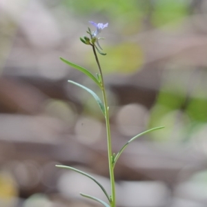 Linaria arvensis at Bolaro, NSW - 28 Nov 2017