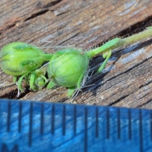 Linaria arvensis at Bolaro, NSW - 28 Nov 2017