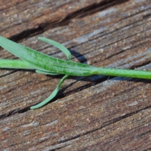 Linaria arvensis at Bolaro, NSW - 28 Nov 2017 03:51 PM