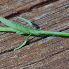 Linaria arvensis at Bolaro, NSW - 28 Nov 2017