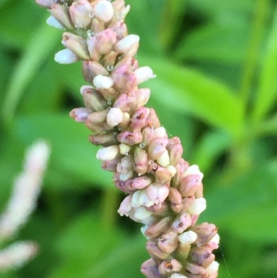 Persicaria lapathifolia (Pale Knotweed) at Googong, NSW - 10 Dec 2017 by Wandiyali