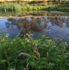 Persicaria lapathifolia at Googong, NSW - 11 Dec 2017