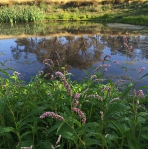 Persicaria lapathifolia at Googong, NSW - 11 Dec 2017 07:25 AM