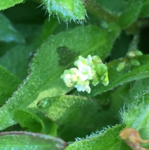 Persicaria maculosa at Googong, NSW - 11 Dec 2017