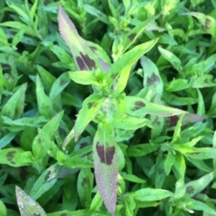 Persicaria maculosa at Googong, NSW - 11 Dec 2017 07:27 AM