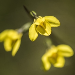 Diuris monticola at Paddys River, ACT - 9 Dec 2017