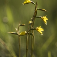 Diuris monticola at Paddys River, ACT - 9 Dec 2017