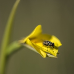 Diuris monticola at Paddys River, ACT - 9 Dec 2017