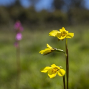 Diuris monticola at Paddys River, ACT - 9 Dec 2017