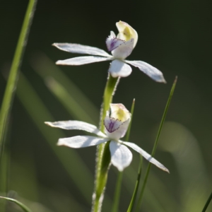 Caladenia moschata at Paddys River, ACT - 9 Dec 2017