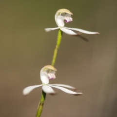 Caladenia moschata at Paddys River, ACT - suppressed