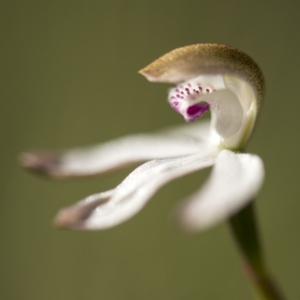 Caladenia moschata at Paddys River, ACT - 9 Dec 2017