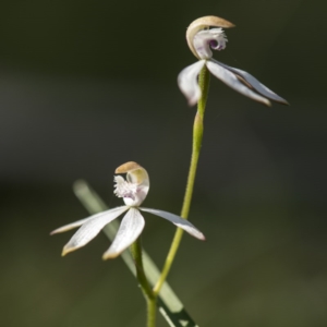 Caladenia moschata at Paddys River, ACT - suppressed