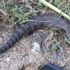 Tiliqua scincoides scincoides (Eastern Blue-tongue) at Bruce, ACT - 11 Dec 2017 by rnixon1