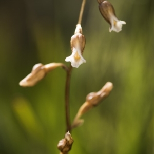 Gastrodia sp. at Cotter River, ACT - 10 Dec 2017